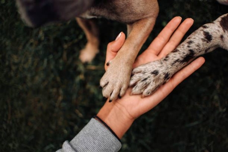 Dog paws and owner hands